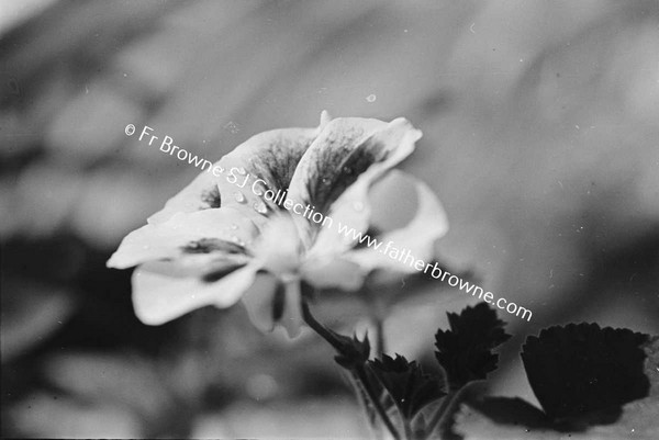 PELARGONIUM  FLOWERS